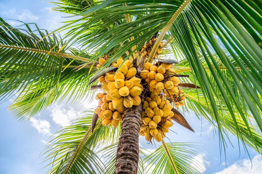 What is coconut tree