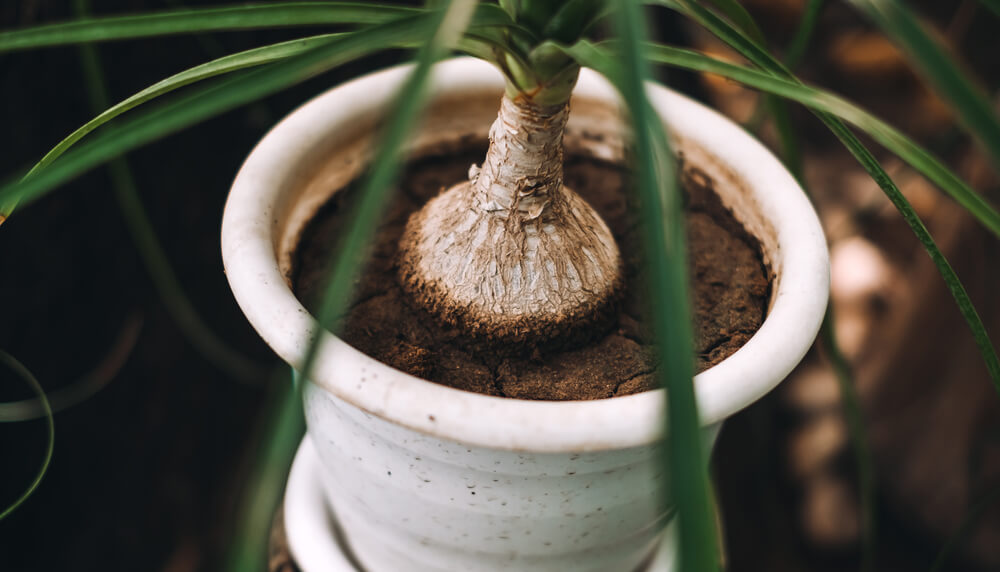 Ponytail palm tree in a shallow pot