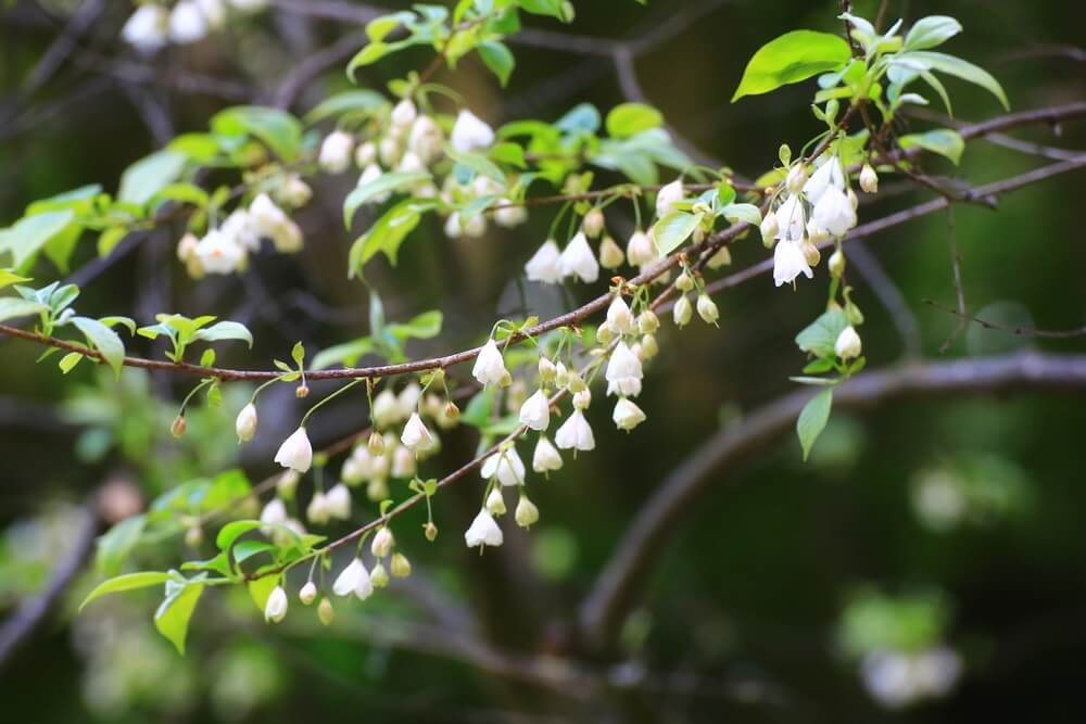 Halesia carolina