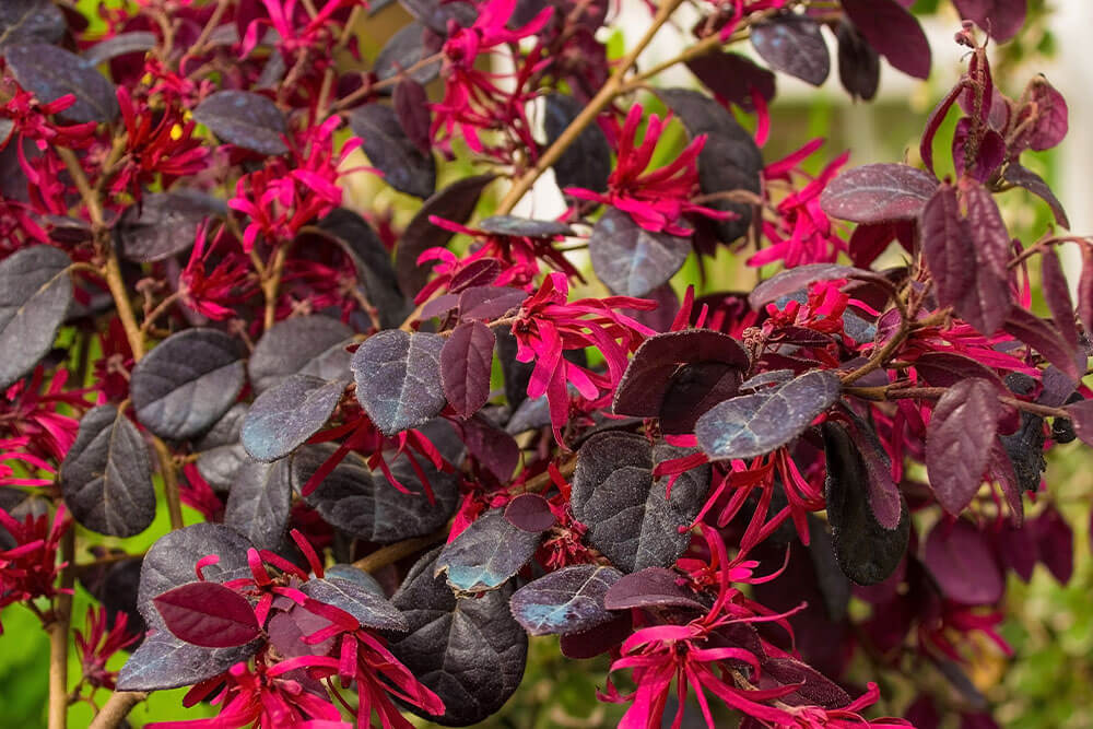 Loropetalum chinense var rubrum Zhuzhuo Fuchsia