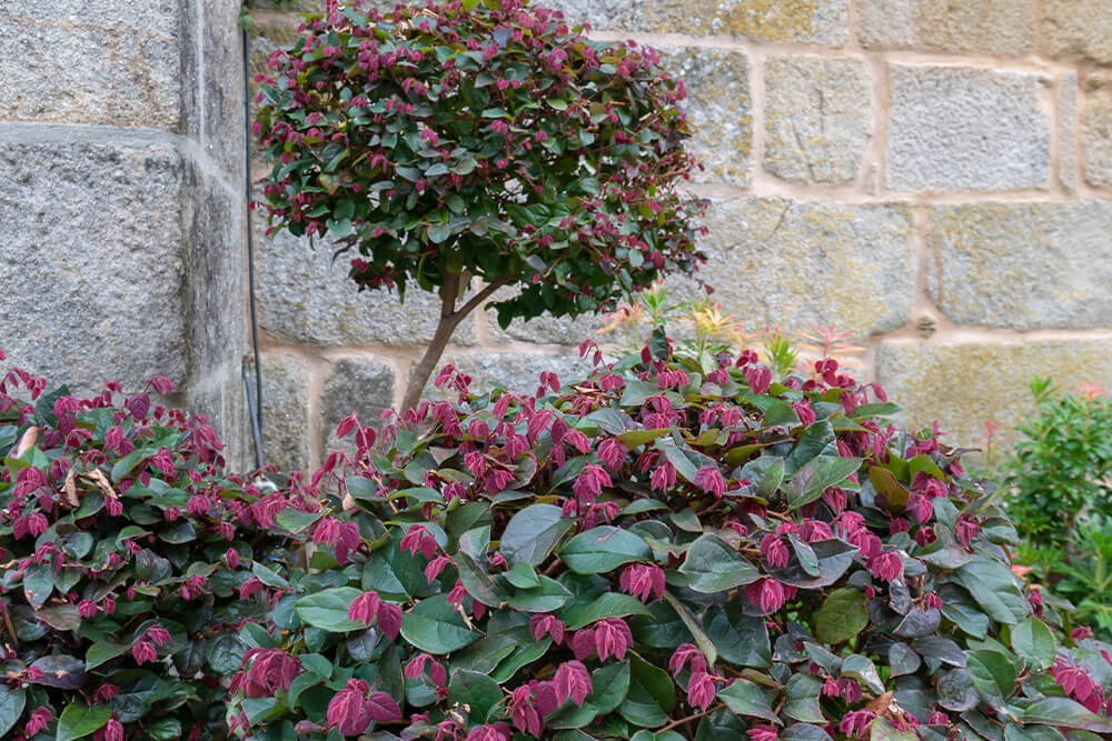 Loropetalum chinense Rubrum