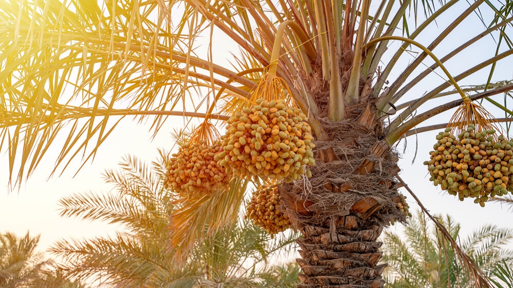 Date palm tree care