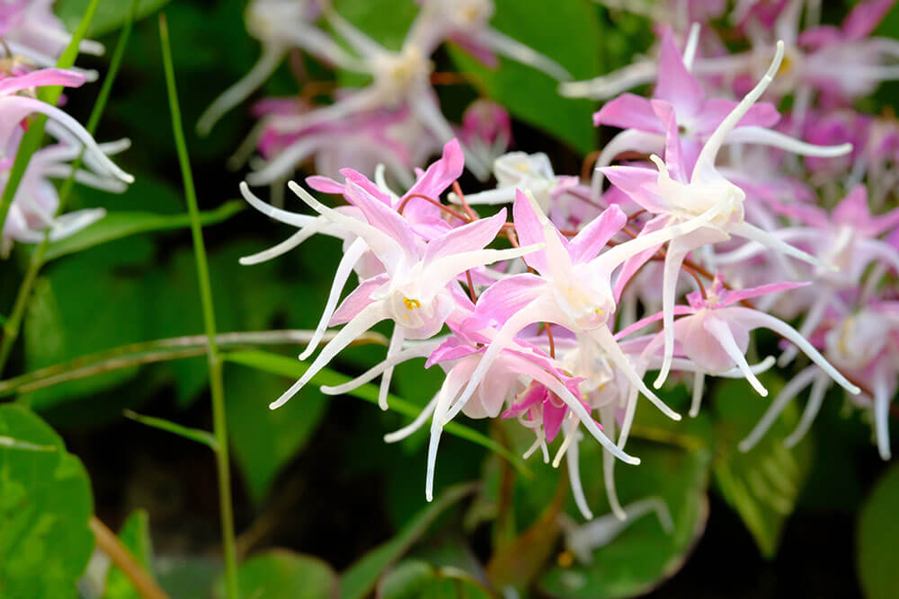 Pruning epimedium