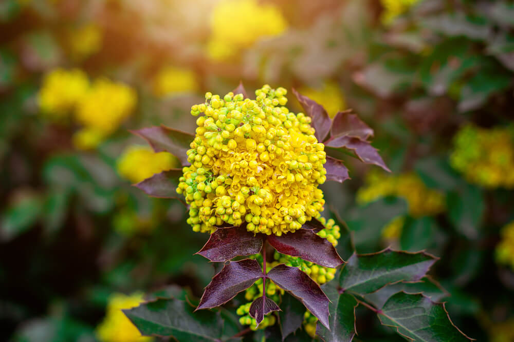 Common Mahonia Pests and Diseases
