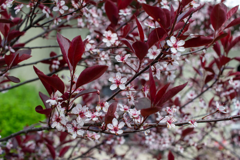 How to help purple leaf sand cherry thrive