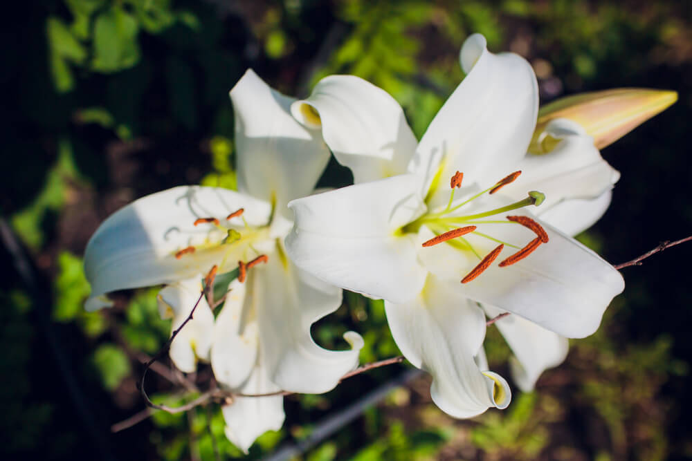 Stargazer lily care and common needs