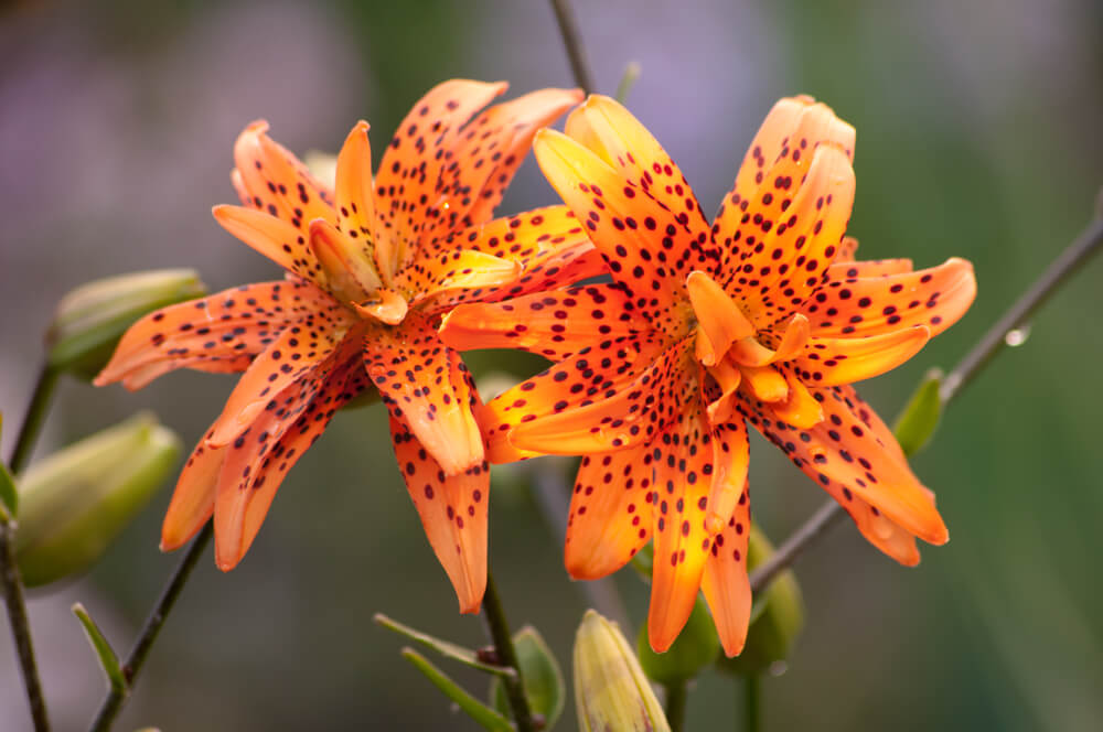 Basic needs of tiger lilies