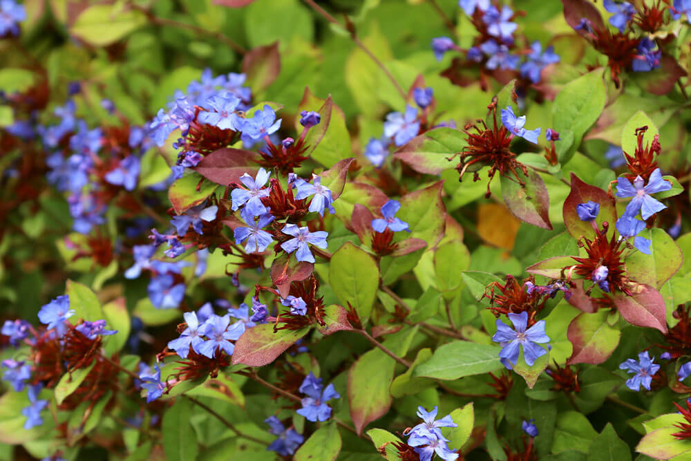 Ceratostigma plumaginoides