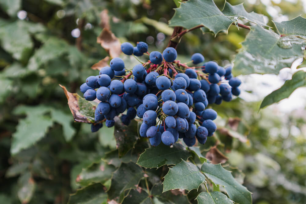 How to grow Mahonia