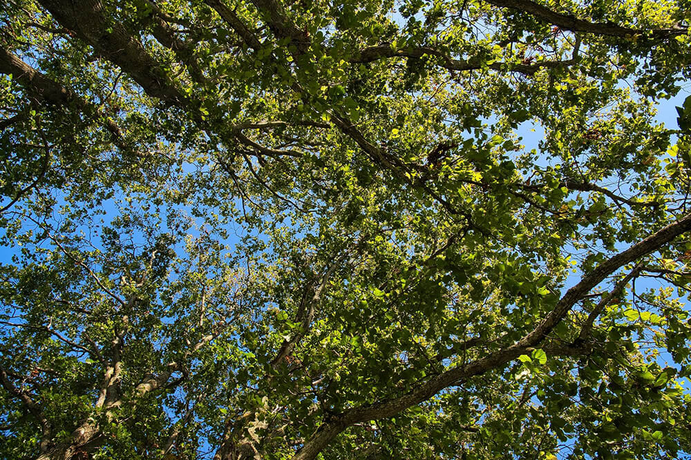 Alnus rhombifolia