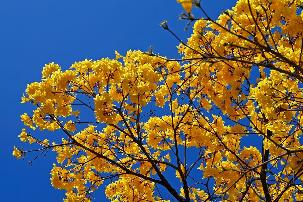 Handroanthus chrysotrichus