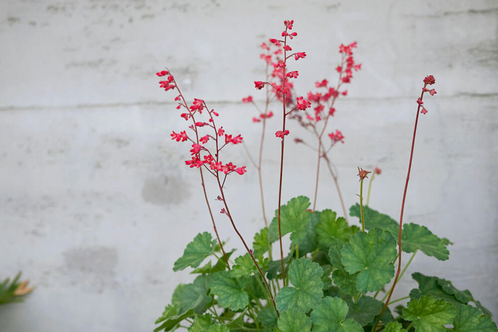 Heuchera