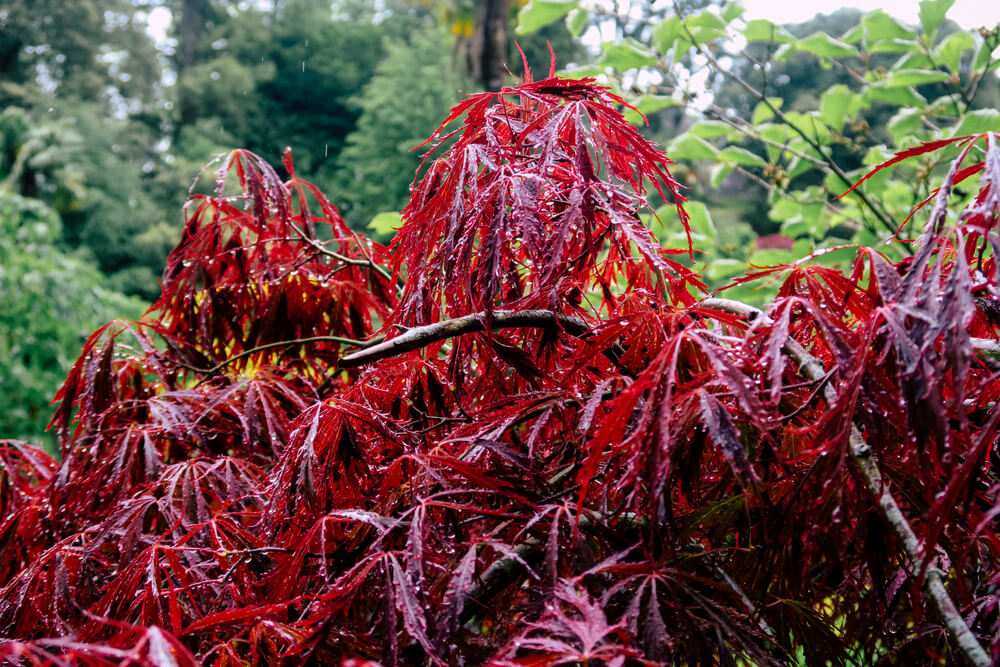 Acer palmatum Crimson Queen