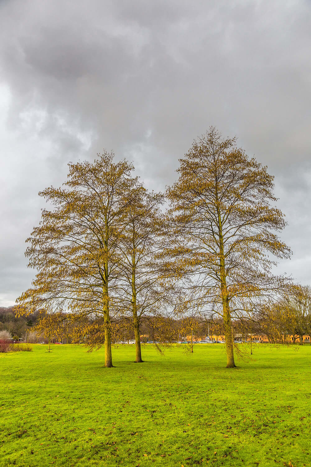 Alnus incana