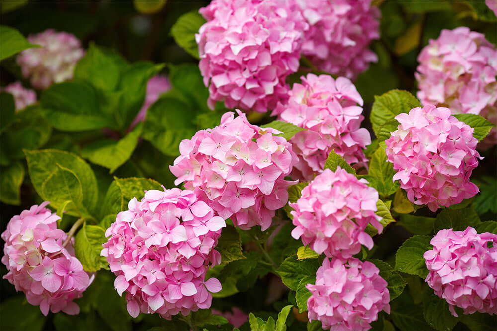 Hydrangea macrophylla