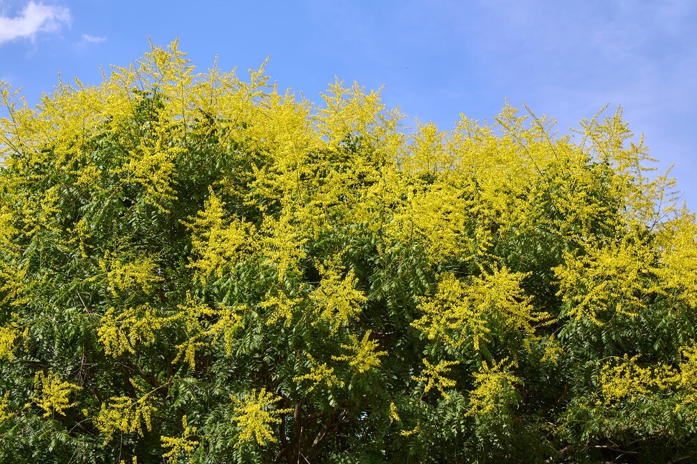 Koelreuteria paniculata