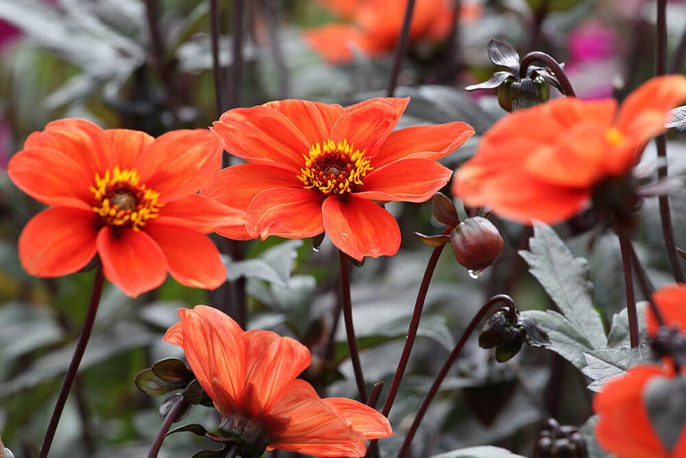 Dahlia Bishop of Oxford