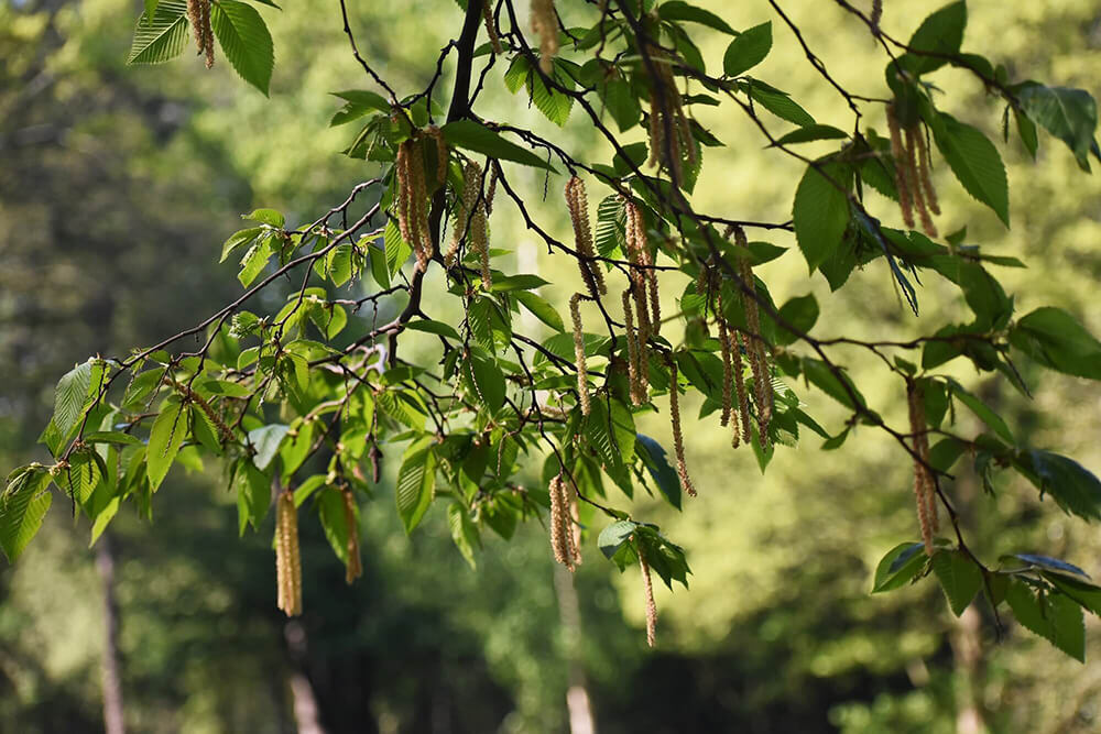 Alnus serrulata