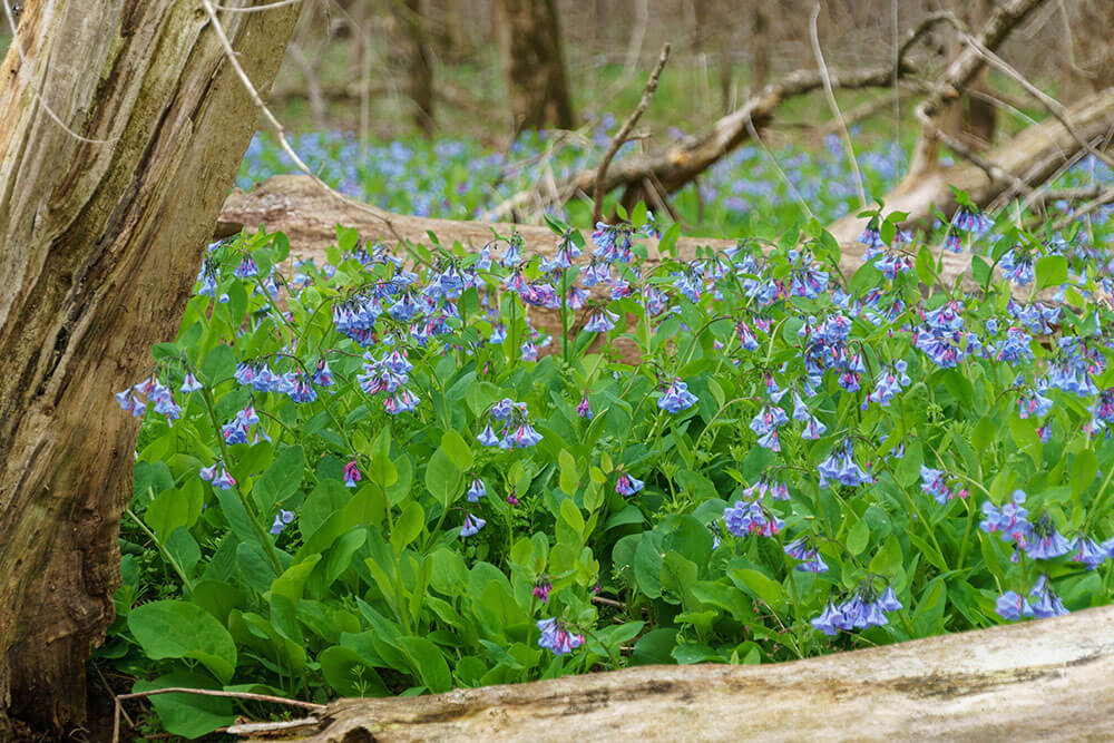 Mertensia virginica