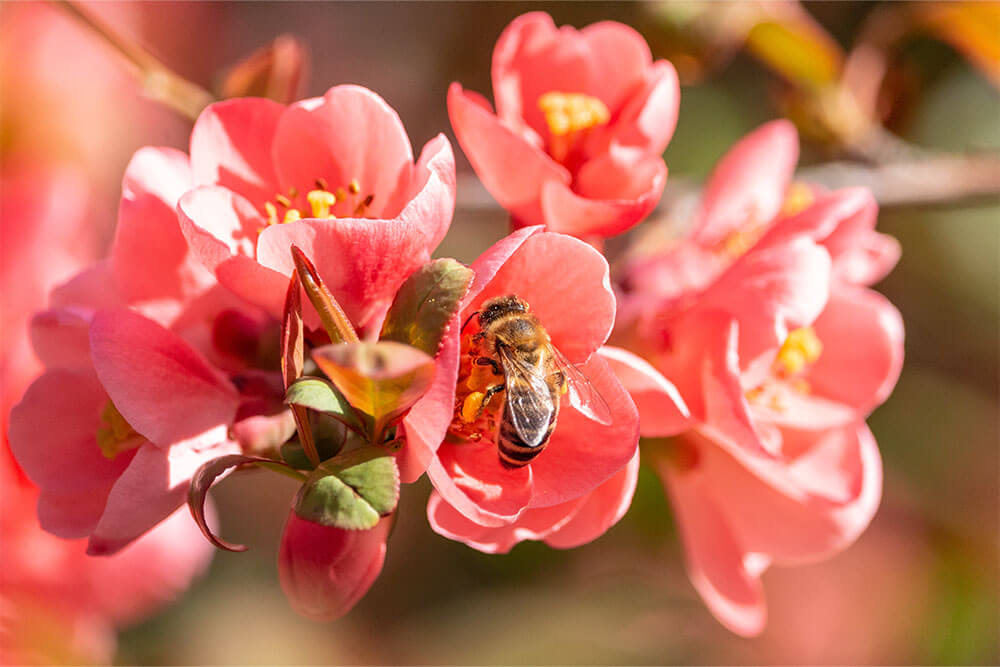 Chaenomeles x superba Pink Lady