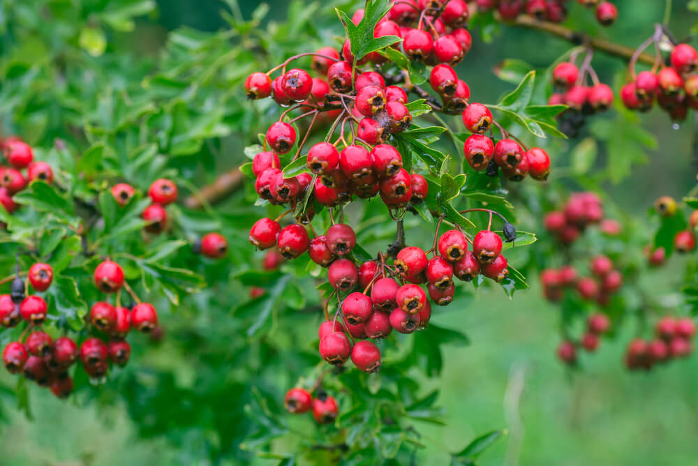 Crataegus monogyna