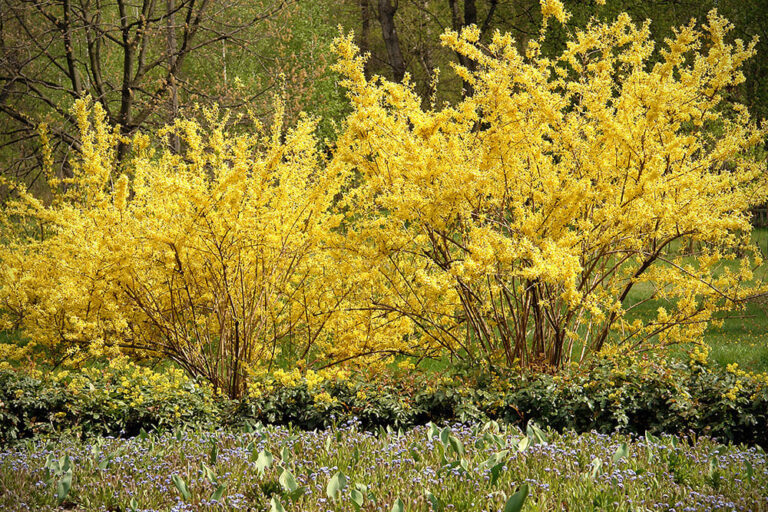 15 Show-Stopping Flowering Shrubs for Full Sun