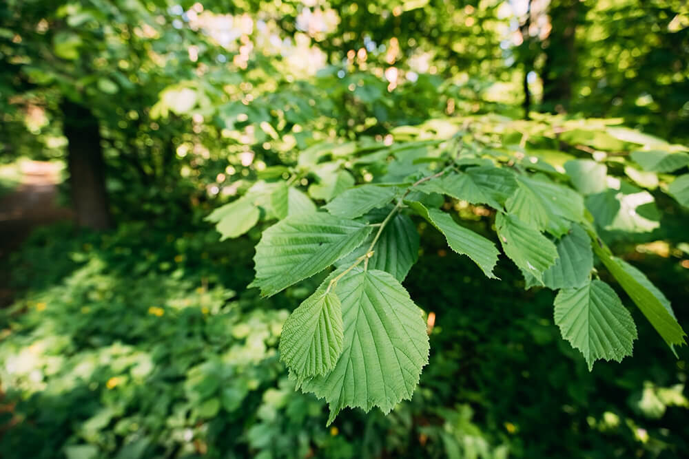 Alnus viridis