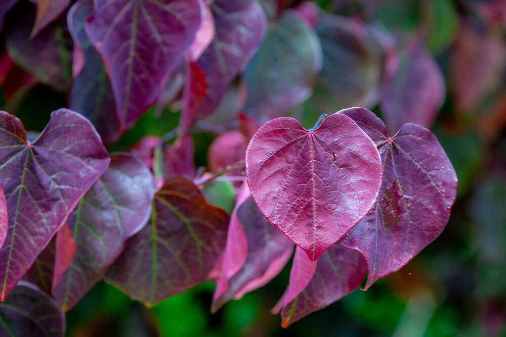 Cercis Canadensis Forest Pansy