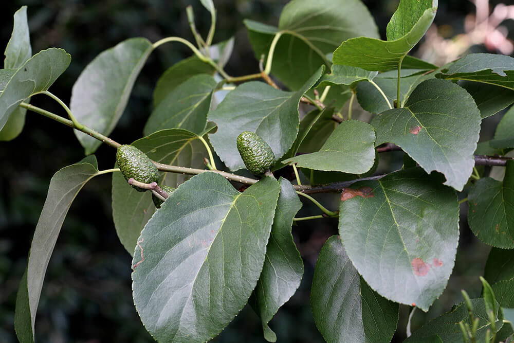 Alnus cordata