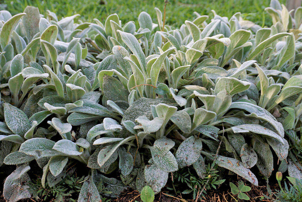 Stachys byzantina