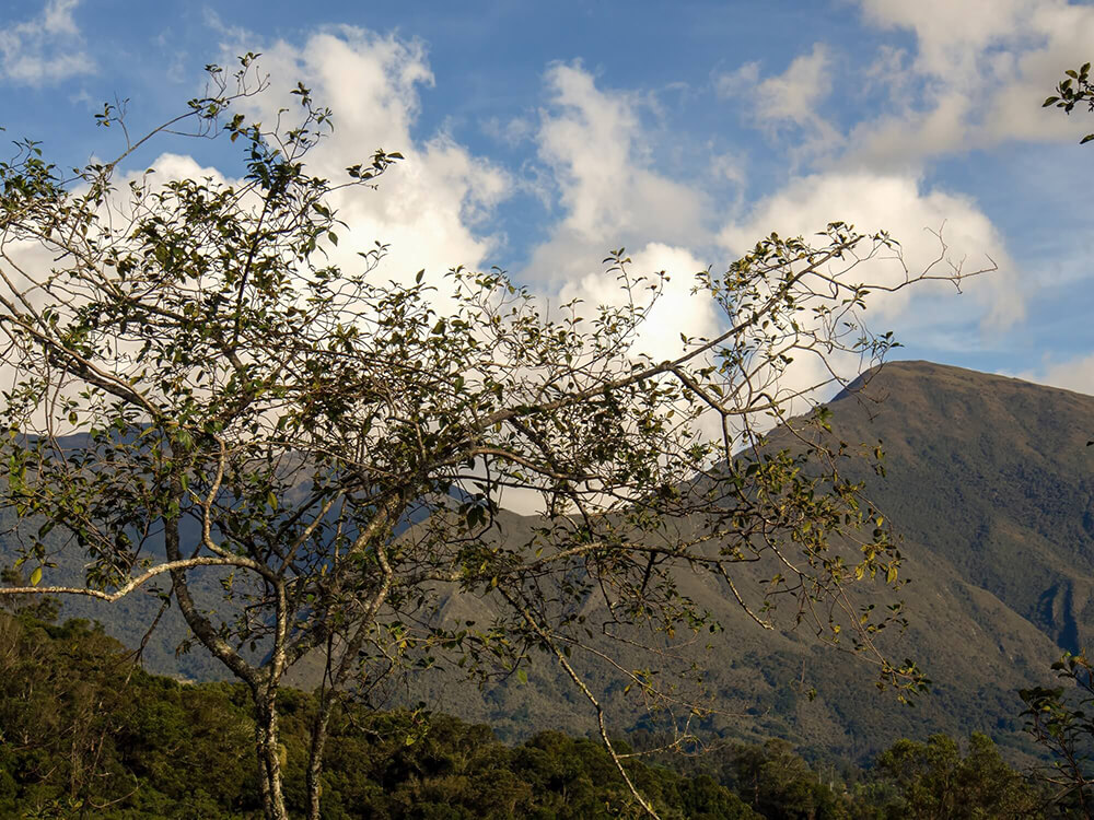 Alnus acuminata