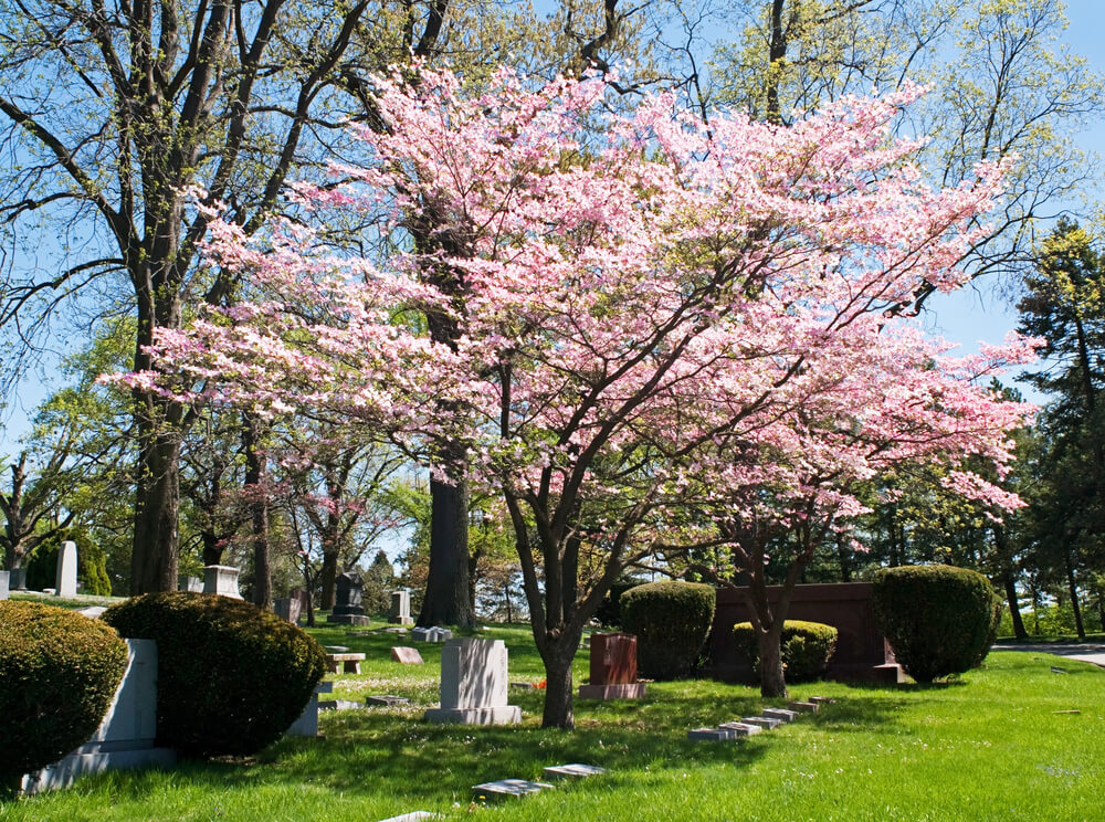 Cornus florida