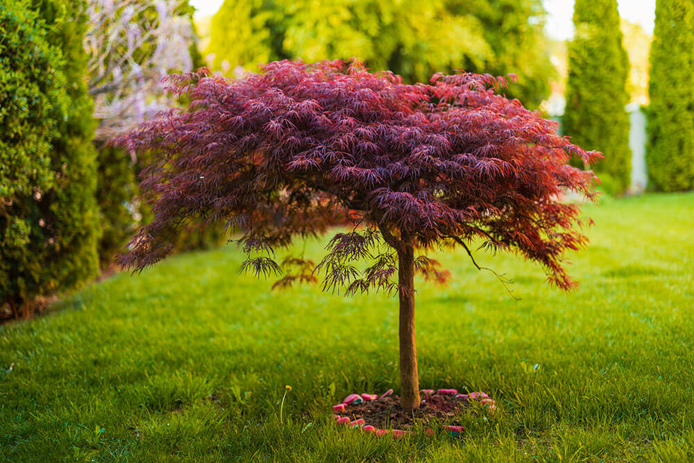 Acer Palmatum