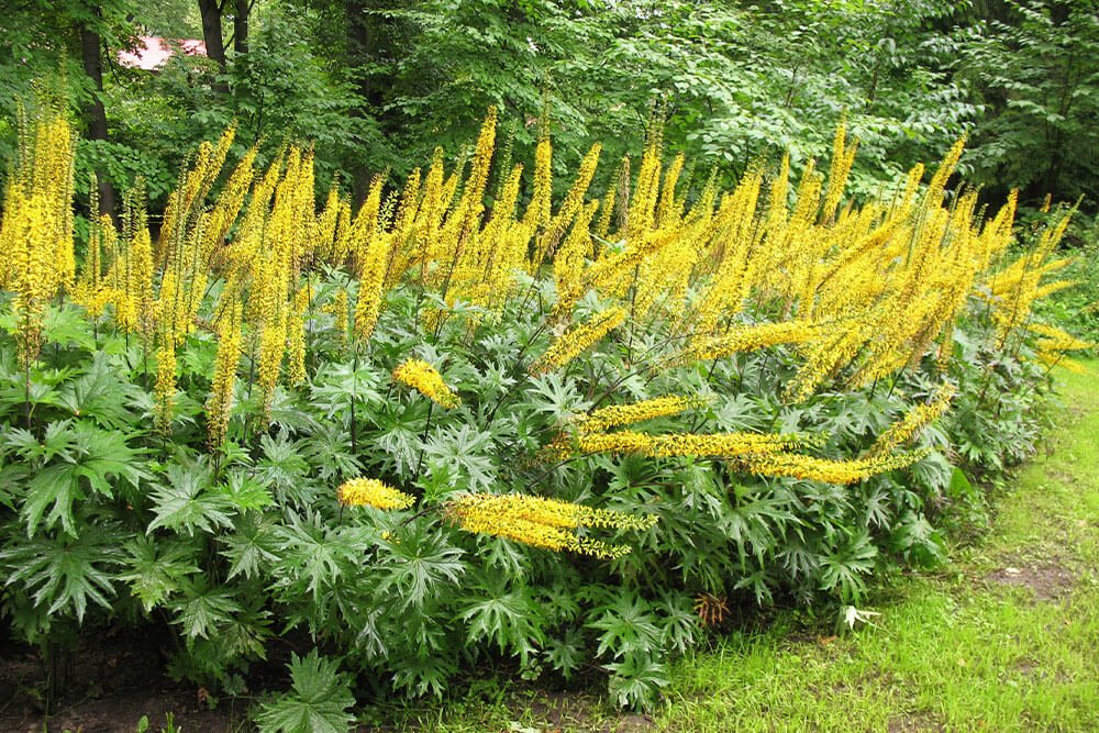 Ligularia spp.