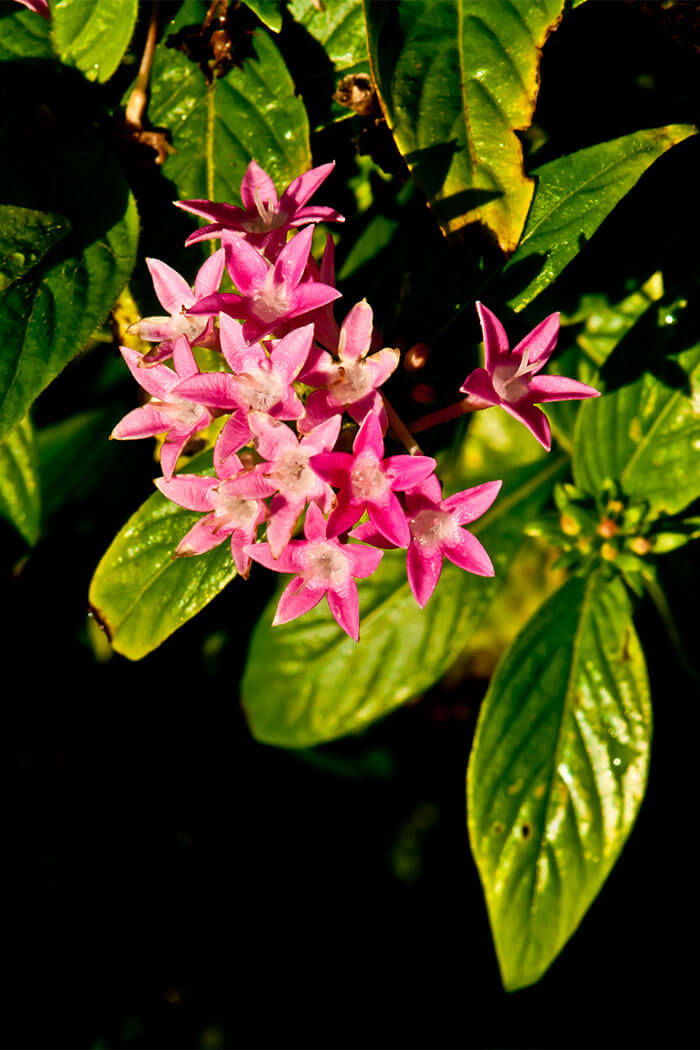 Viburnum plicatum f. plicatum Pink Sensation