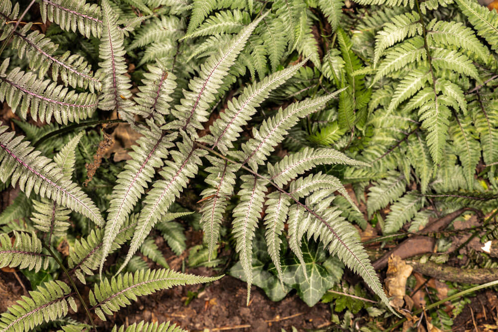 Athyrium Niponicum