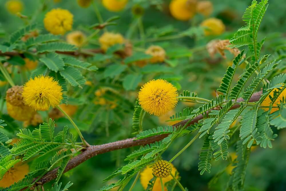 Vachellia farnesiana