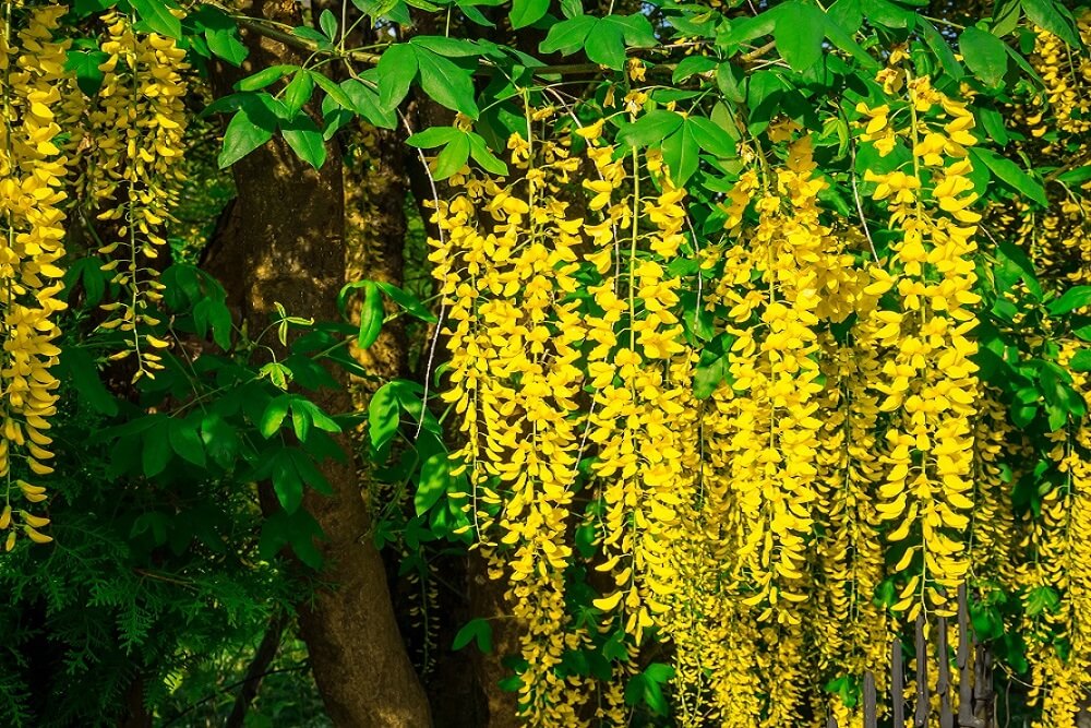 Tree with deals yellow flowers