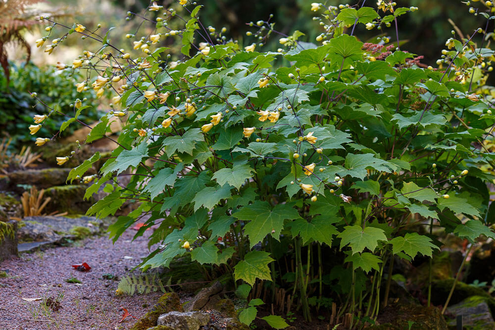 Kirengeshoma palmata