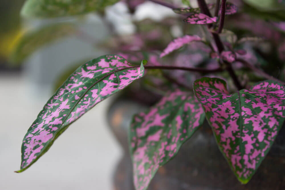 Hypoestes phyllostachya