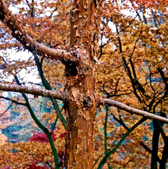 Acer griseum