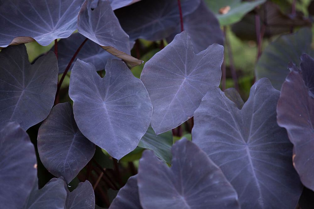 Colocasia esculenta Black Magic