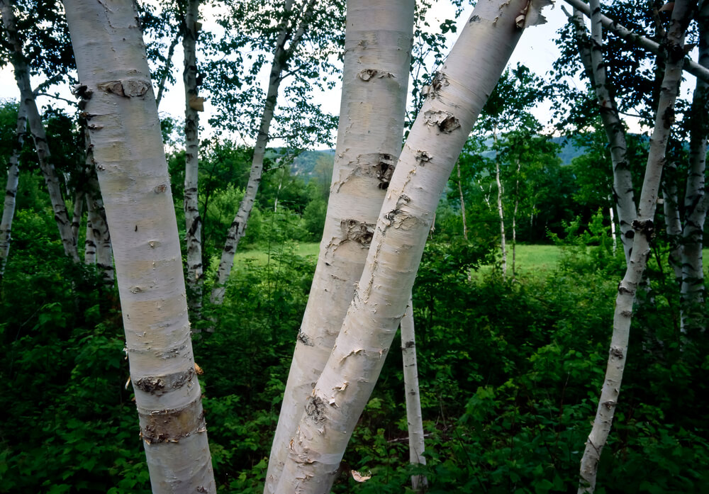 Betula papyrifera