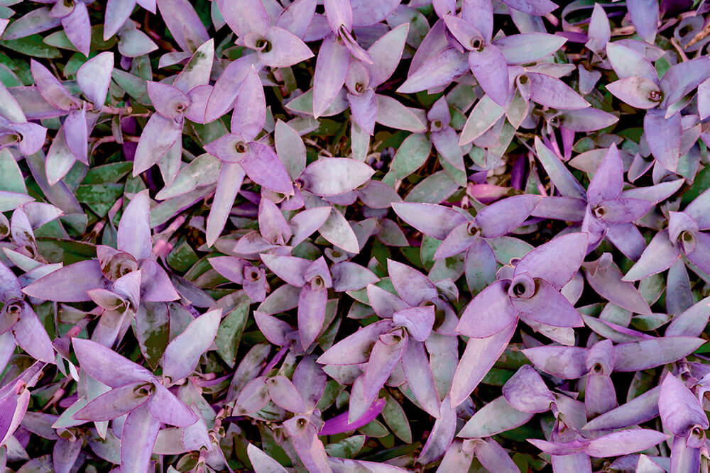 Tradescantia pallida