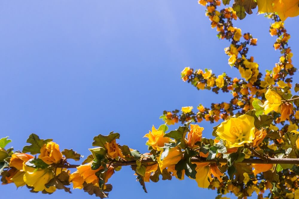 Fremontodendron californicum