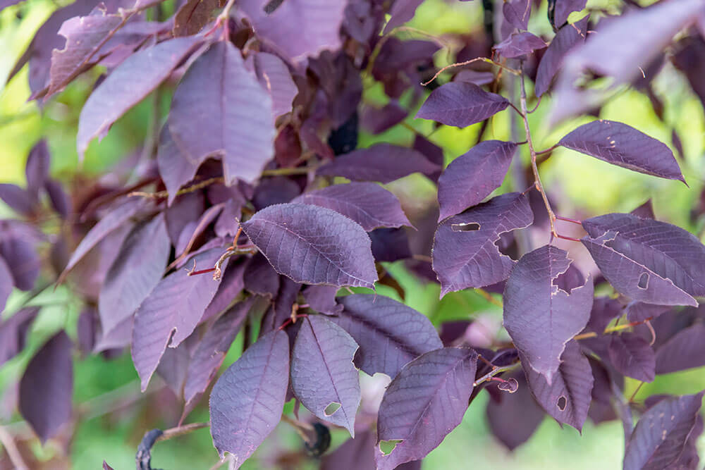 Prunus cerasifera Krauter Vesuvius