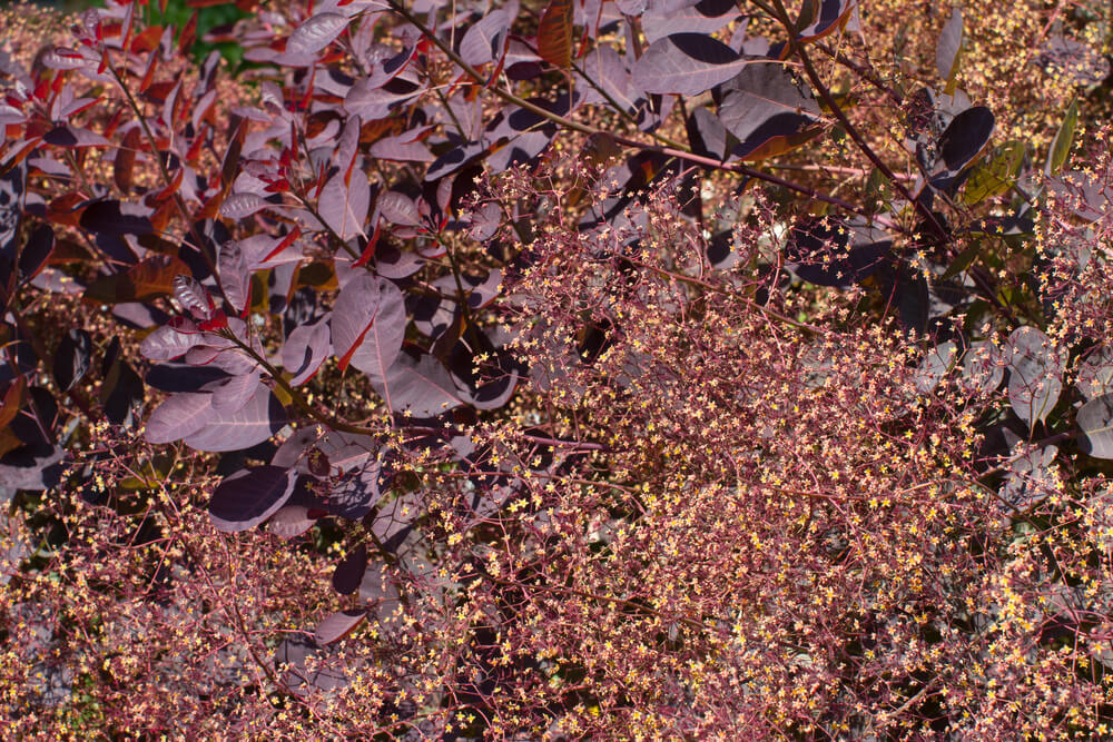 Cotinus coggygria Royal Purple