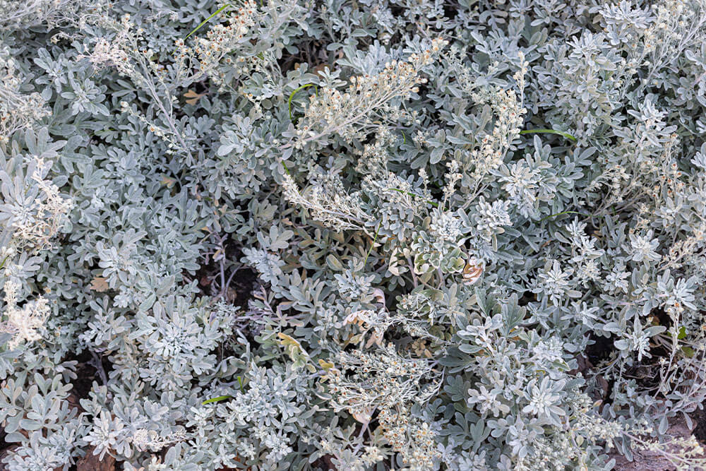 Artemisia stelleriana