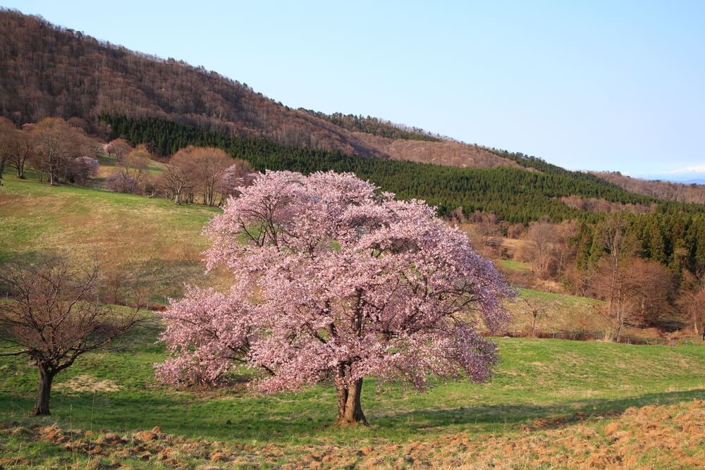 Prunus sargentii