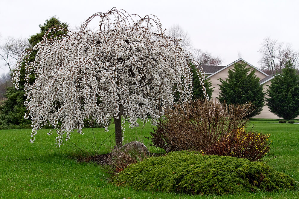 Prunus pendulata Pendula Rosea